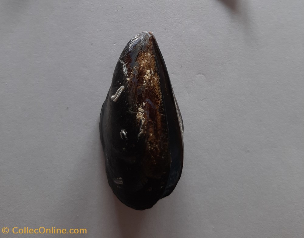 Mytilus conchas fosiles bivalvia mytilus