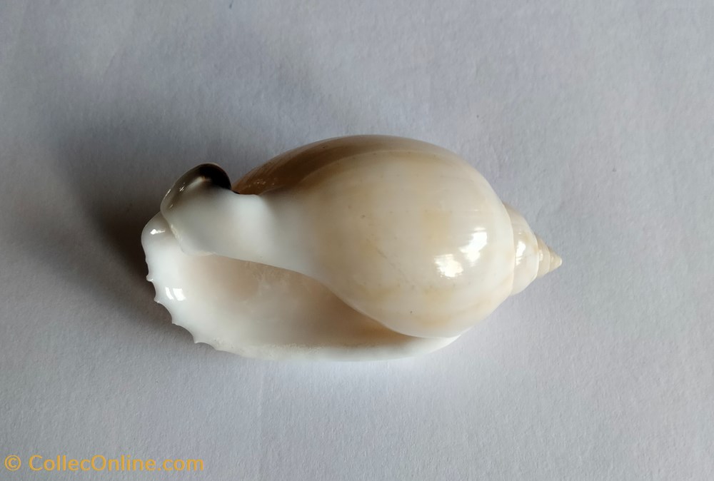 Casmaria erinaceus conchas y fosiles gastropoda casmaria erinaceus