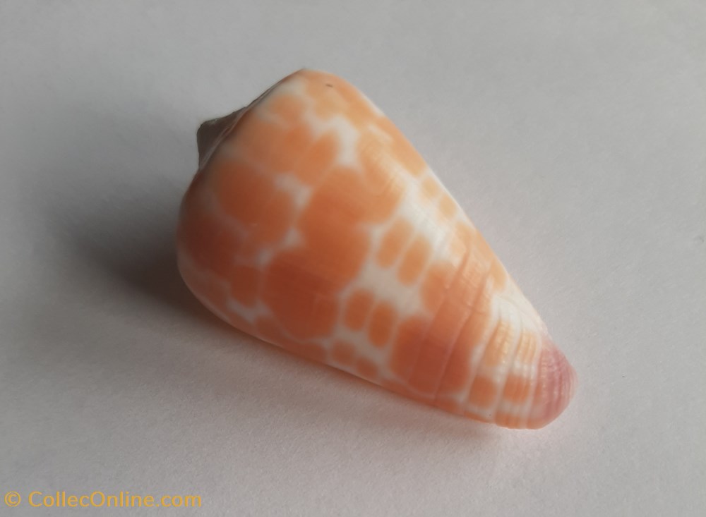 Conus tesulatus conchas y fosiles conus tesulatus