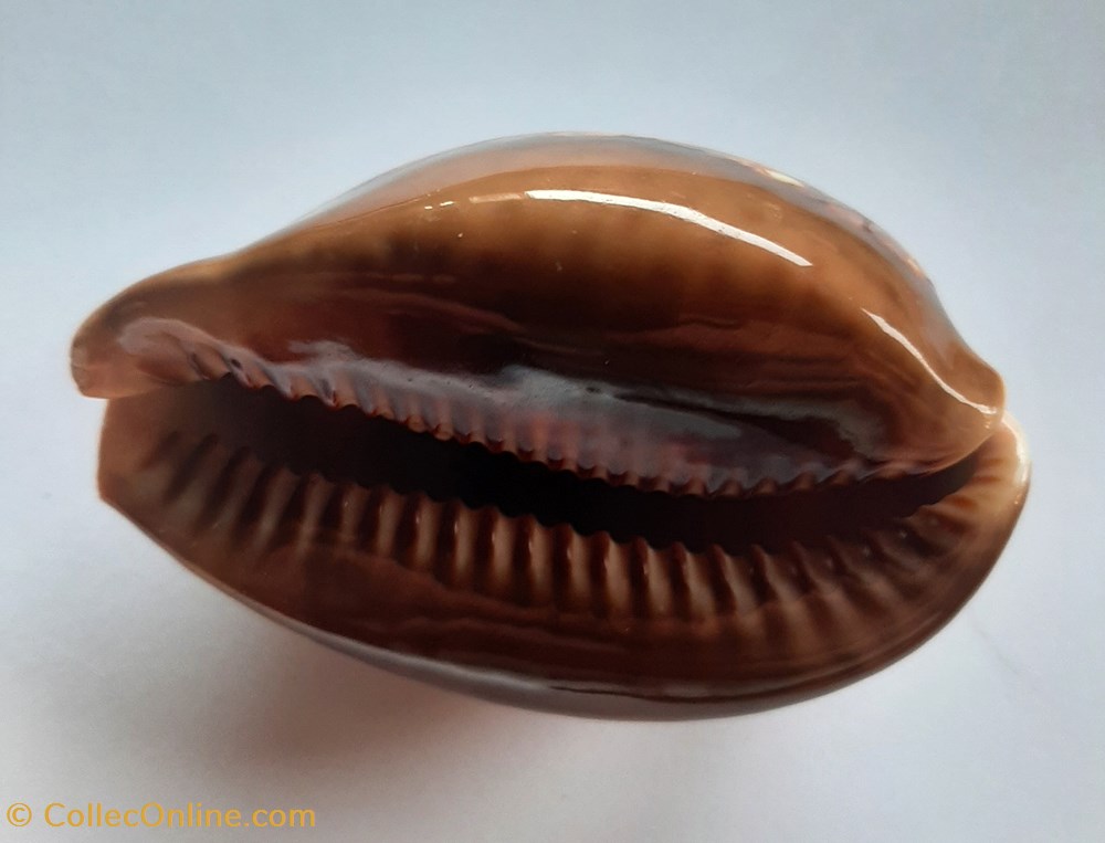 Mauritia Mauritania conchas y fosiles gastropoda mauritia mauritania