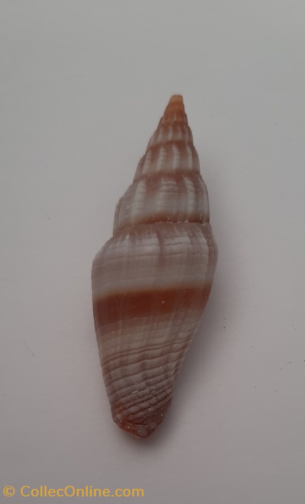 conchas y fosiles gastropoda vexilium rugosum
