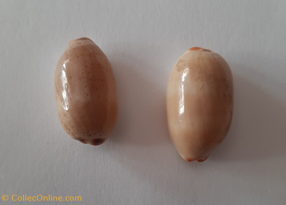 conchas fosiles gastropoda cypraea isabella