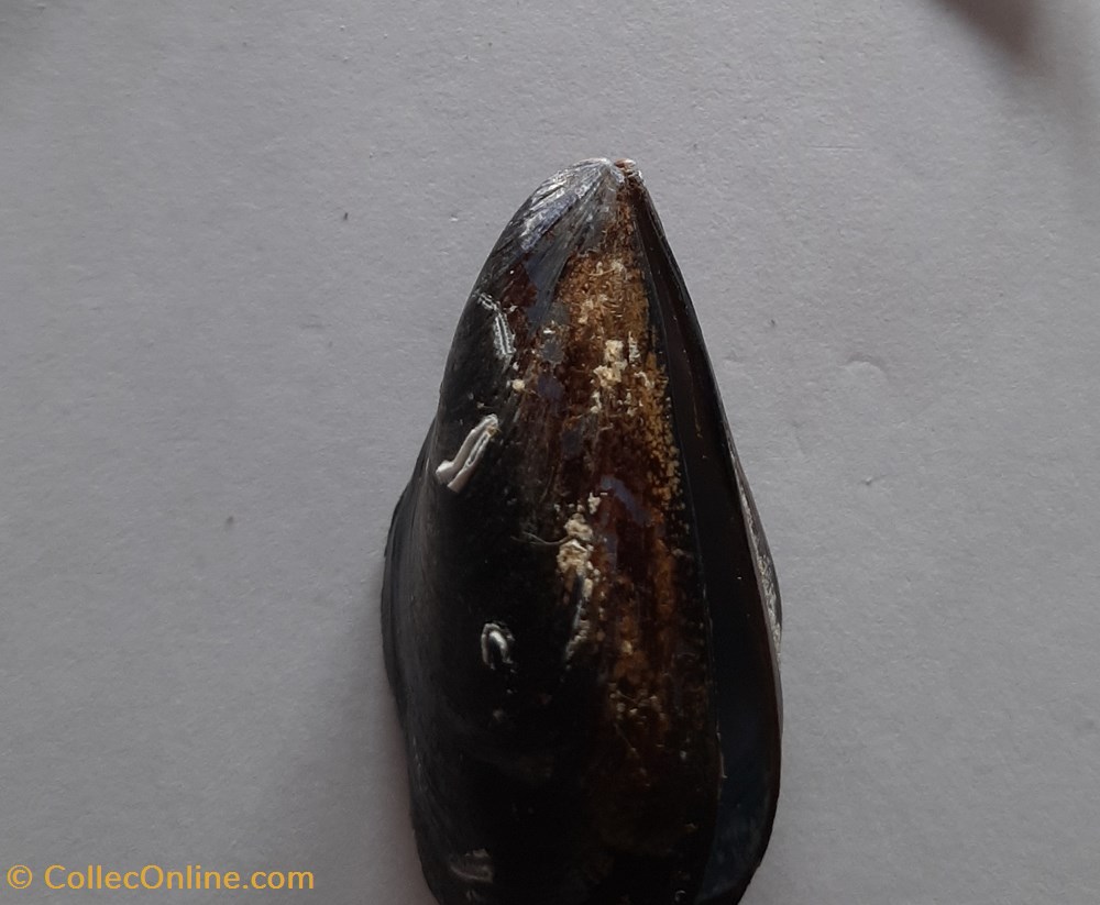 conchas fosiles bivalvia mytilus