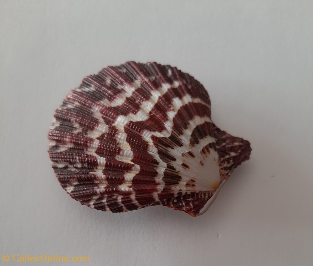 Gloripallum Pallum conchas y fosiles bivalvia gloripallum pallum