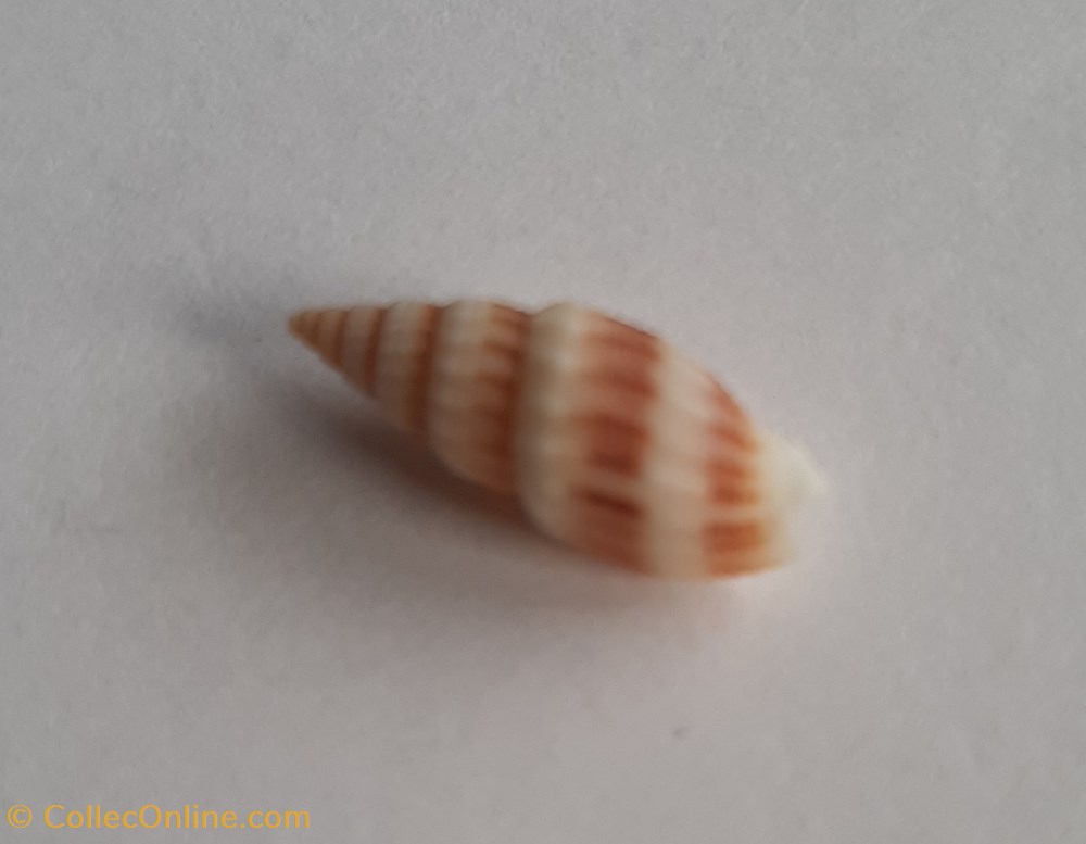 conchas y fosiles gastropoda vexilium michaui