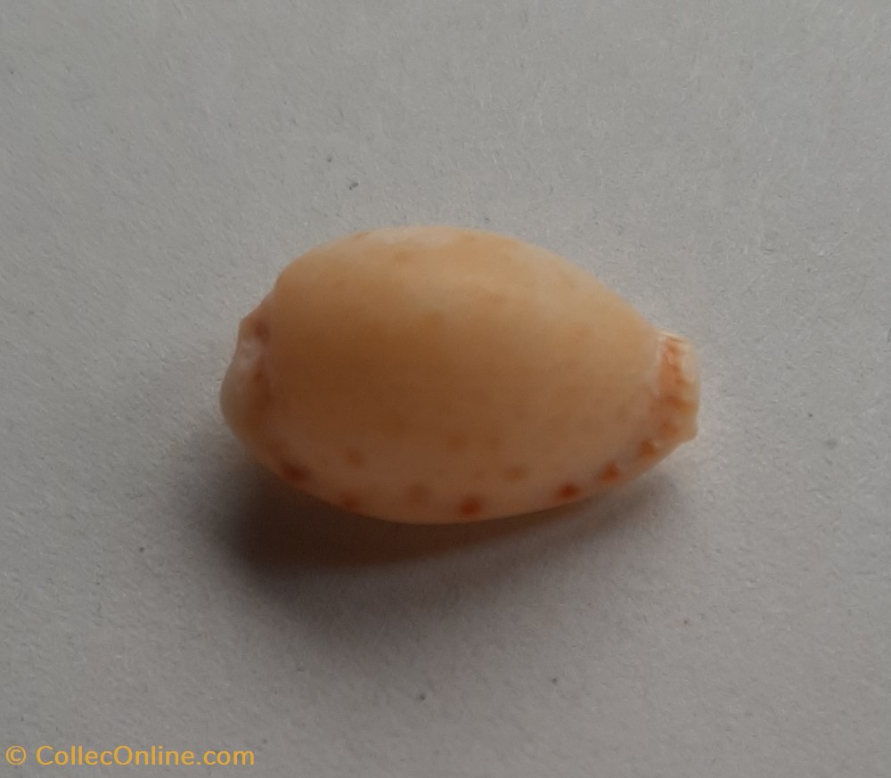 Erosaria spurca conchas y fosiles gastropoda erosaria spurca