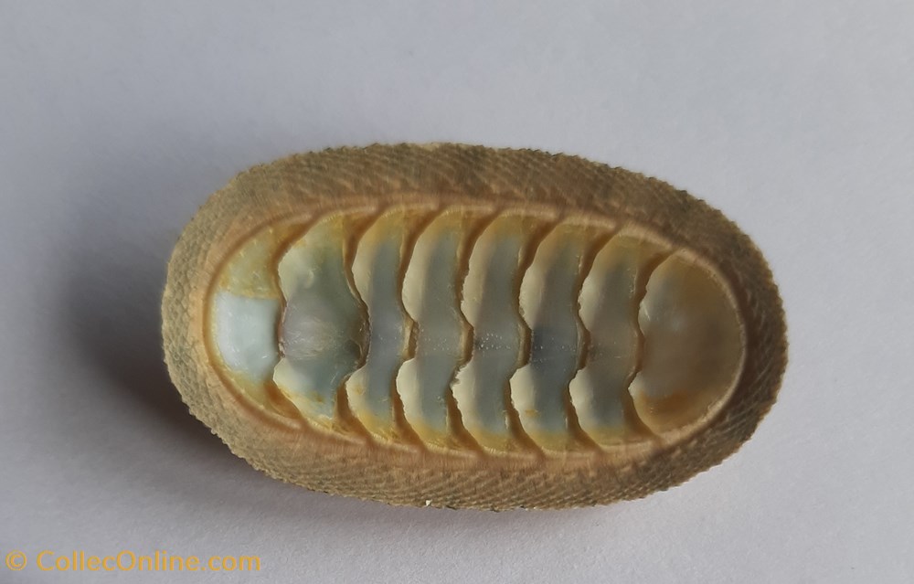 conchas y fosiles polyplacophora chiton tuberculatus