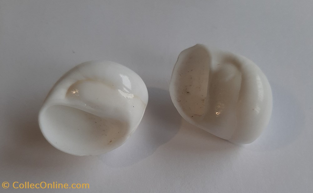conchas y fosiles gastropoda polinices powisianus
