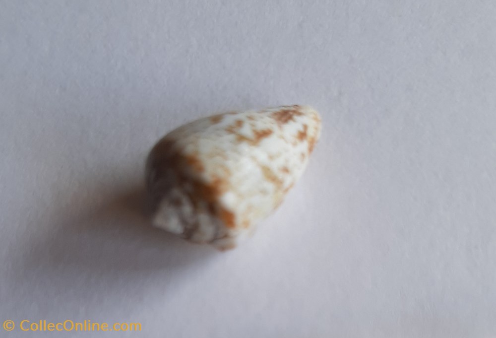 conchas y fosiles gastropoda conus damottai galeao