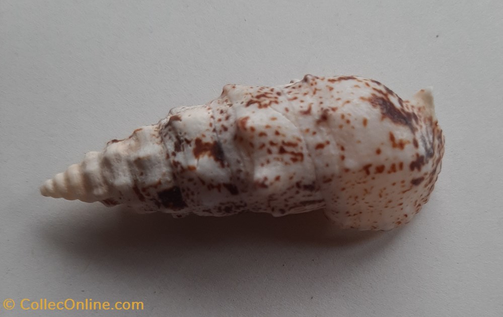 Pseudovergatus aluco conchas y fosiles gastropoda pseudovergatus aluco