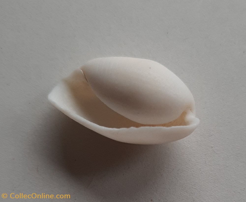 conchas fosiles gastropoda aliculastrum cylindrica