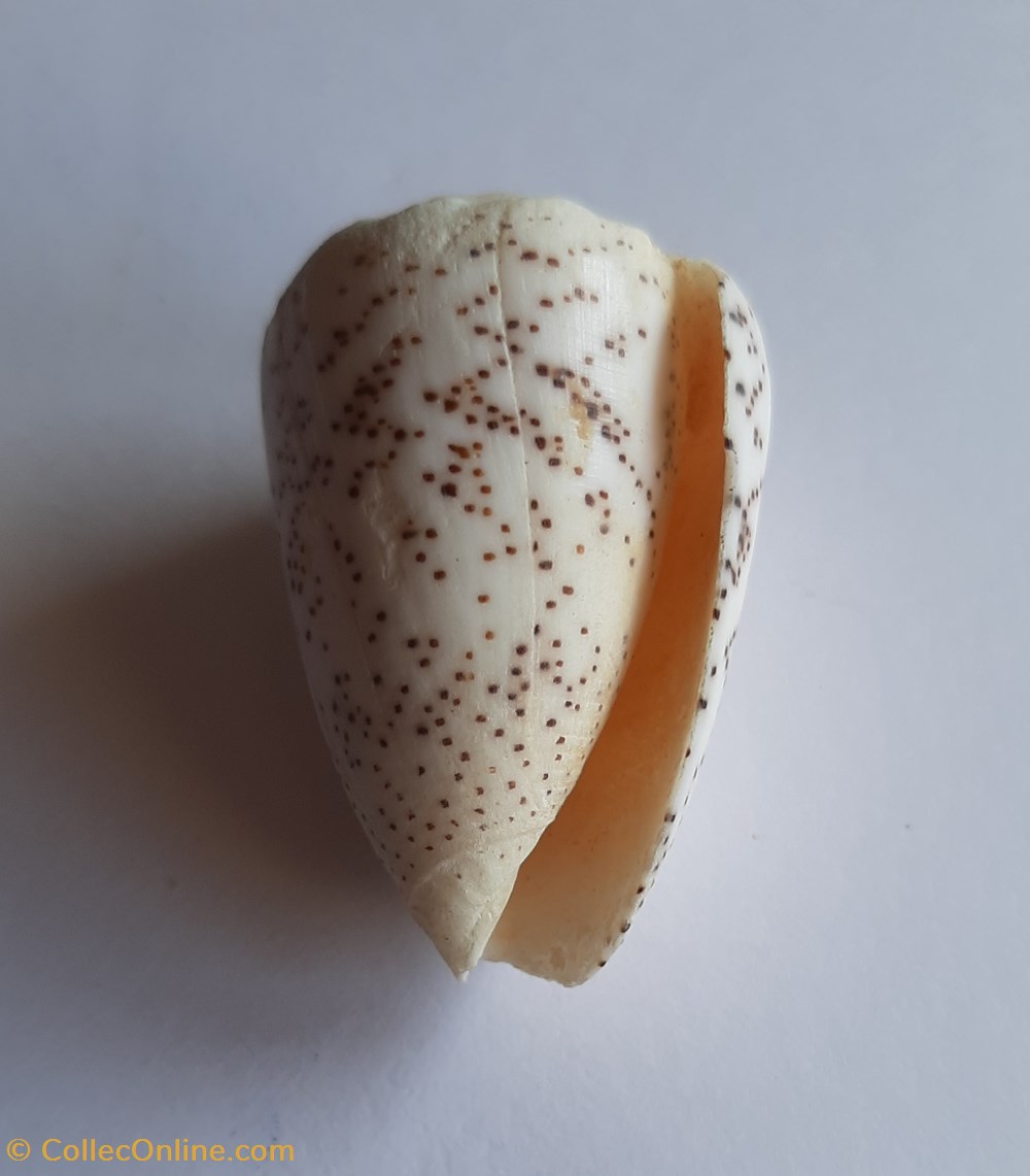 Conus arenatus conchas y fosiles conus arenatus