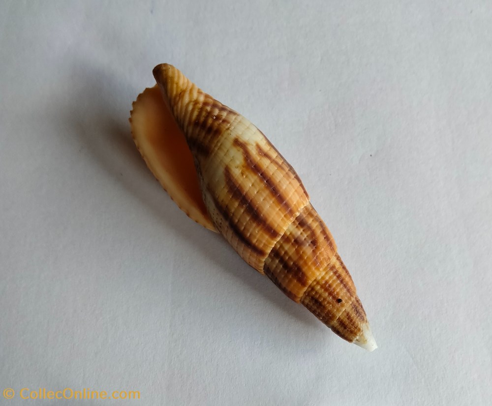 Mitra incompta o nebularia incompta conchas y fosiles gastropoda mitra incompta o nebularia incompta