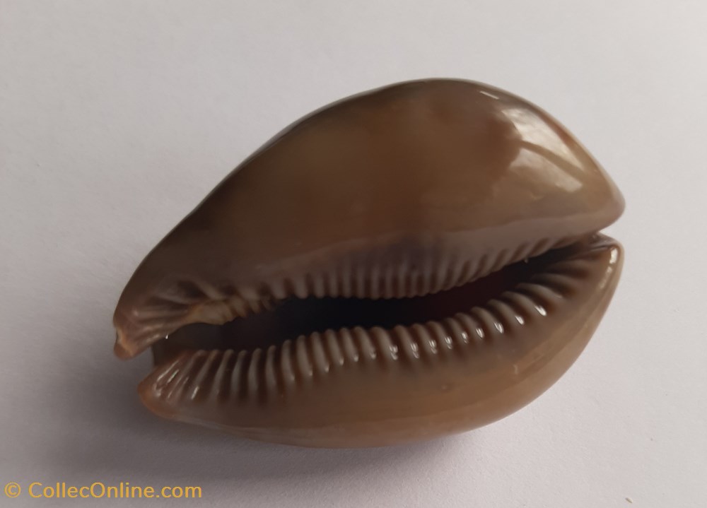 conchas y fosiles gastropoda trona stercoraria cameroonica