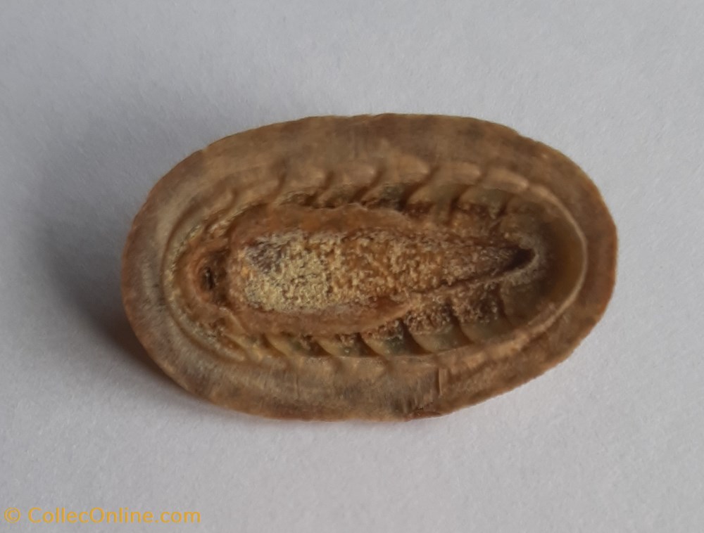 Chiton olivaceus conchas y fosiles polyplacophora chiton olivaceus