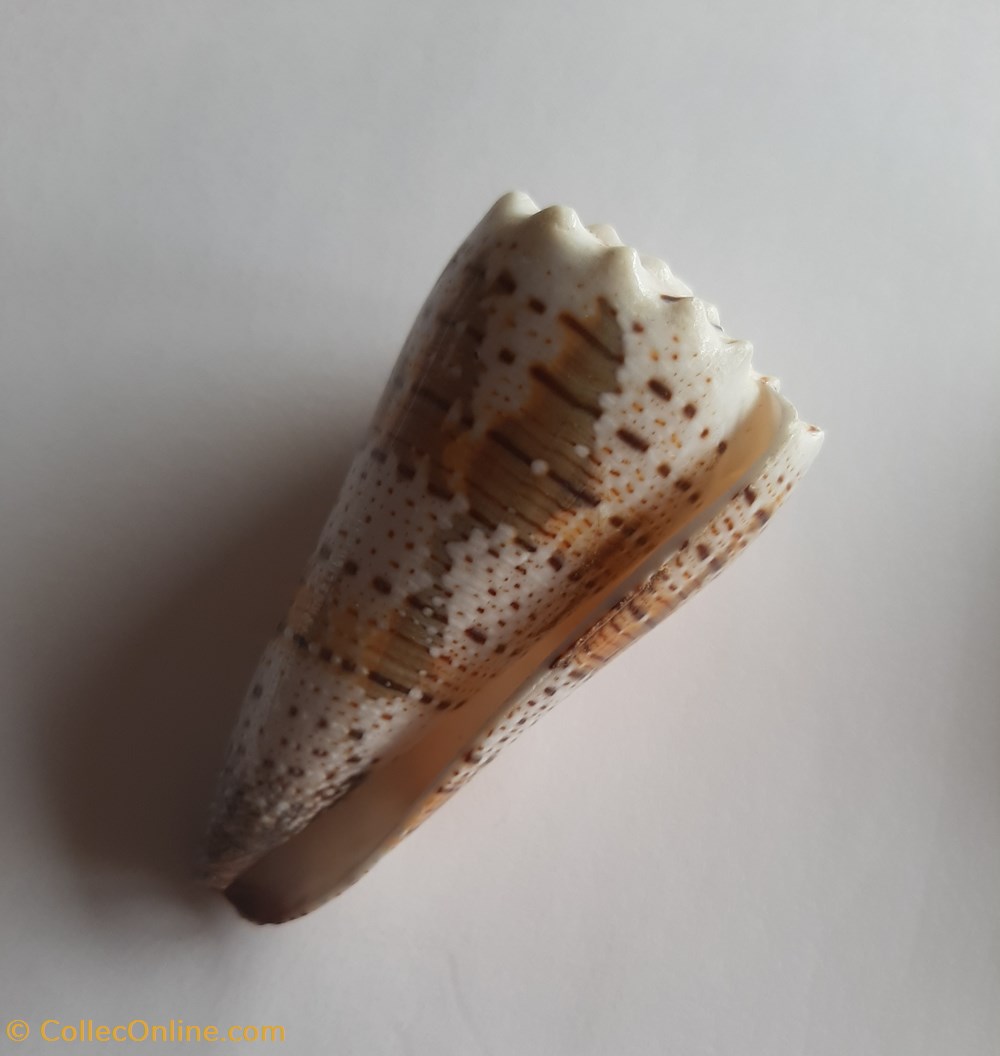 Conus imperialis conchas y fosiles conus imperialis