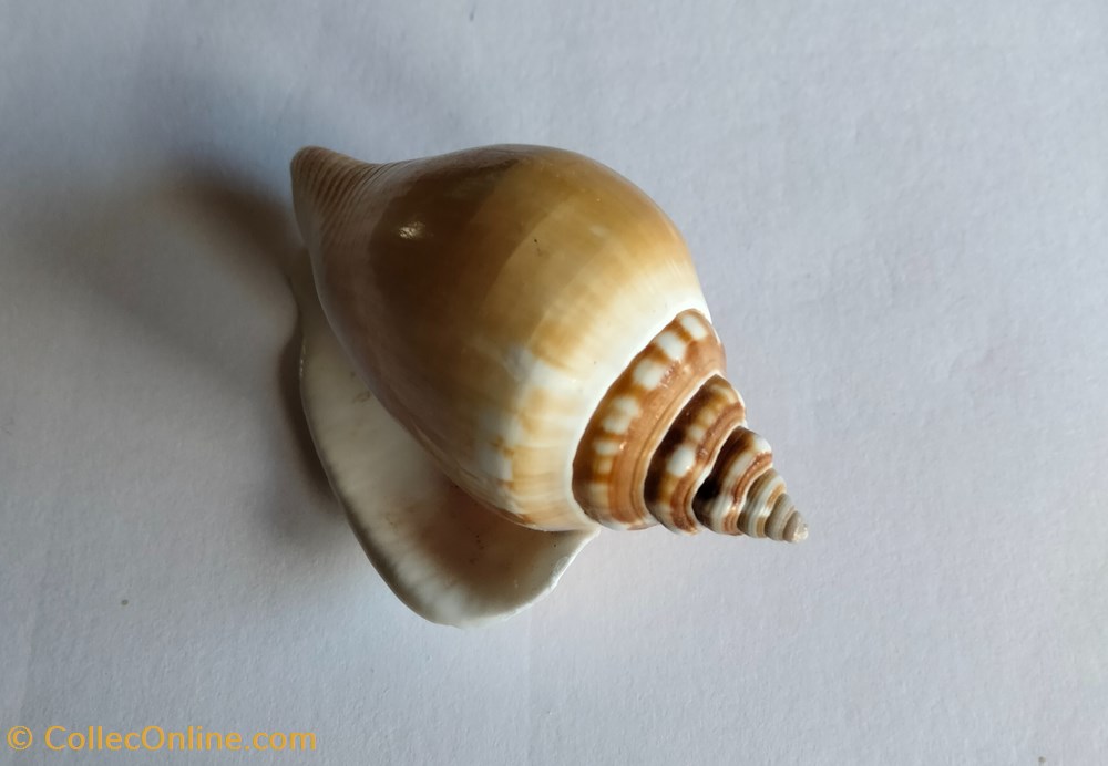 conchas y fosiles gastropoda euprotomus bulla