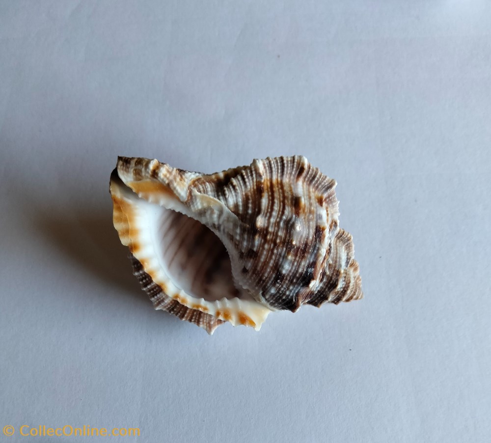 conchas y fosiles gastropoda bufonaria cavitensis