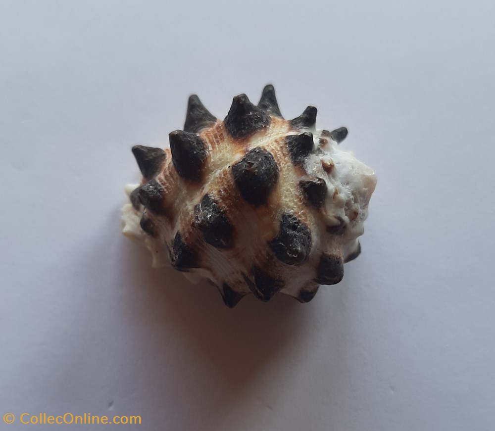 Drupa Molum conchas y fosiles gastropoda drupa molum
