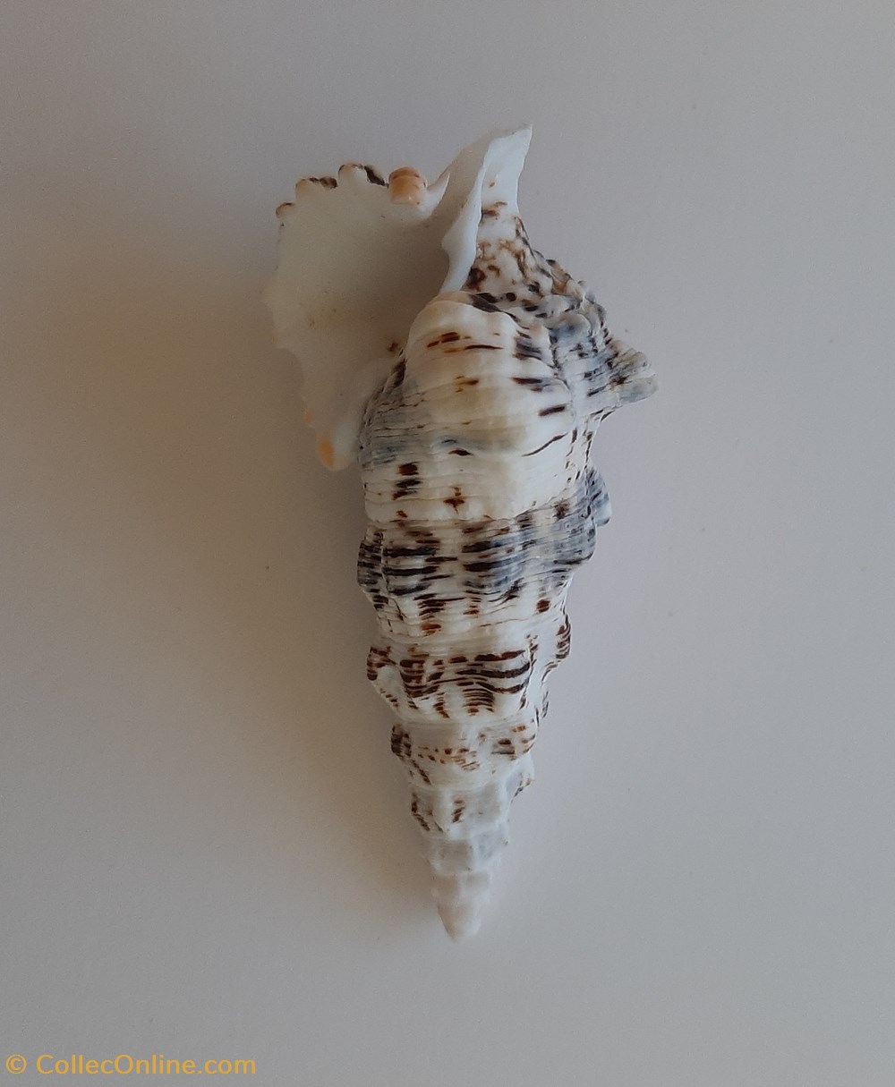 conchas y fosiles gastropoda cerithium nodulosum
