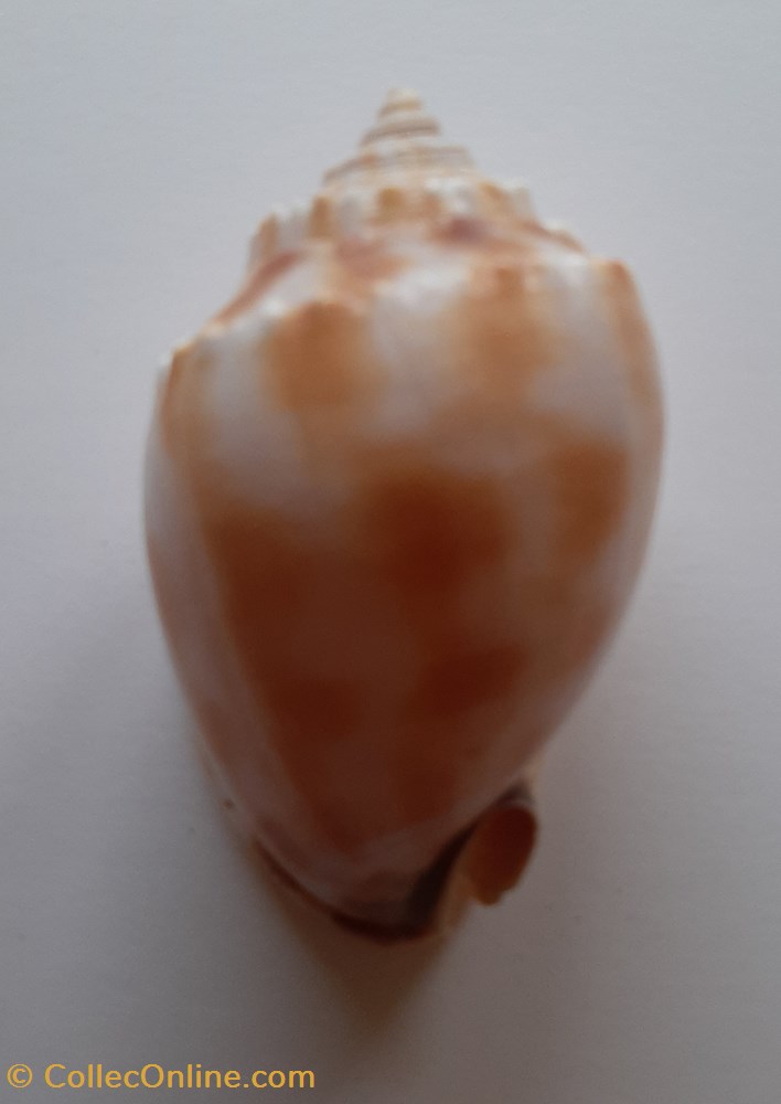 Phalium Flammiferum conchas y fosiles gastropoda phalium flammiferum