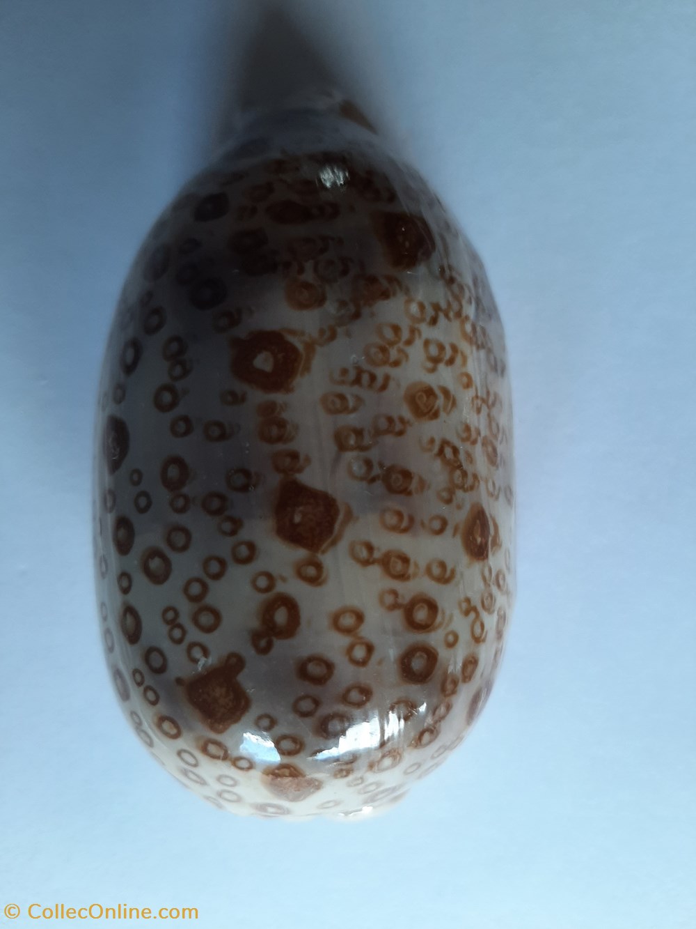 conchas fosiles gastropoda cypraea argus
