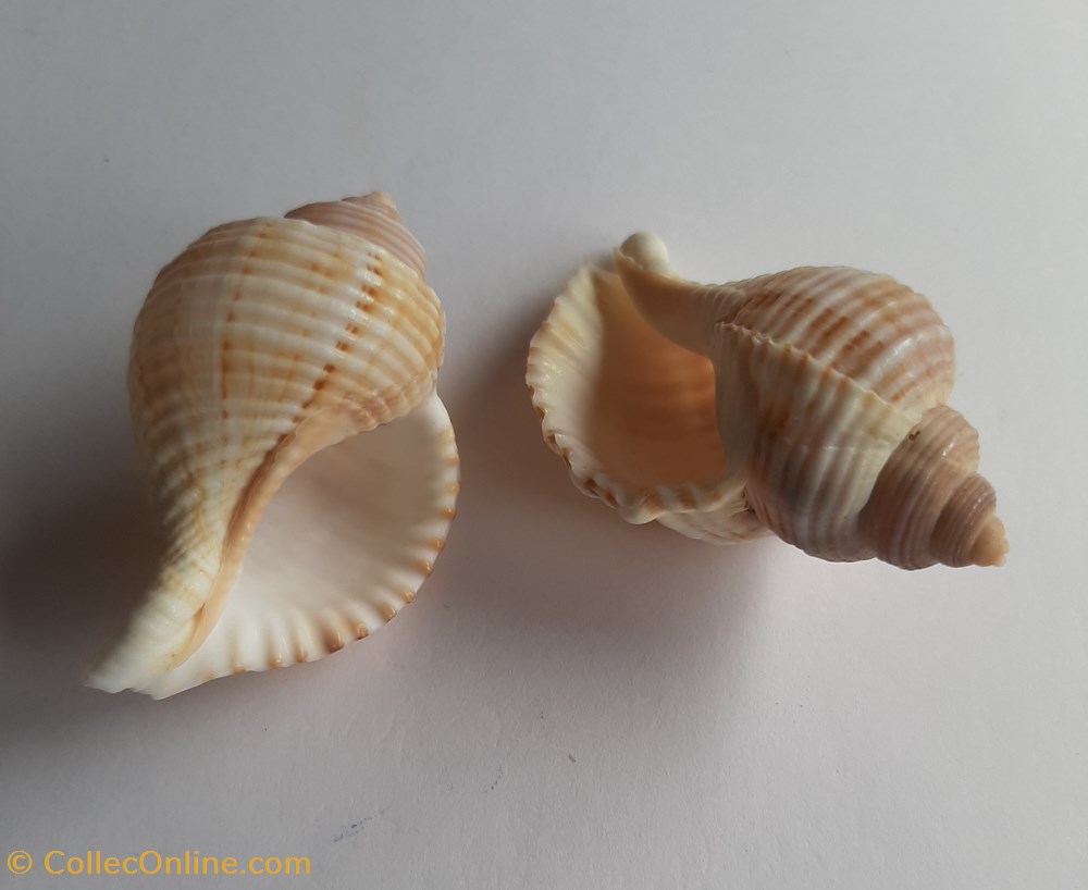 Linatella caudata conchas y fosiles gastropoda linatella caudata
