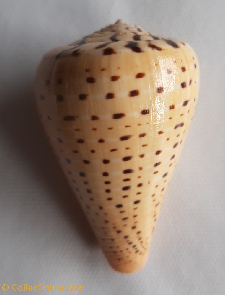 conchas y fosiles gastropoda conus betulinos