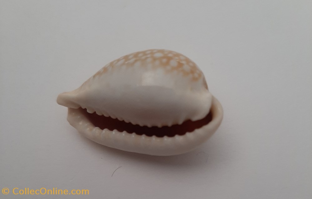 conchas fosiles gastropoda cypraea miliaris