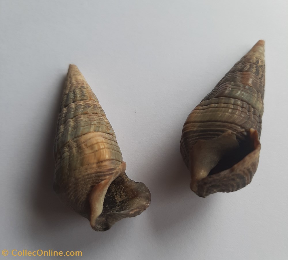 Cerithium bulla conchas y fosiles gastropoda cerithium bulla