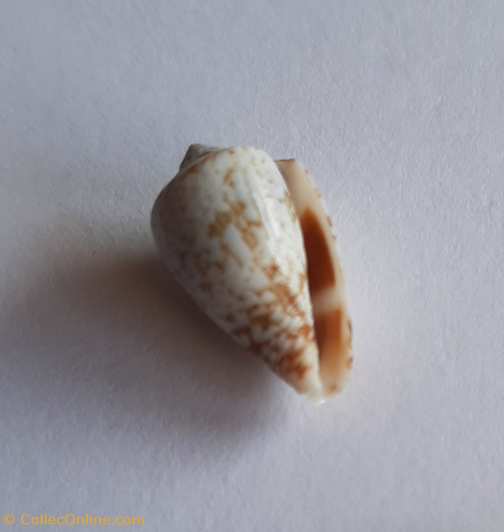 Conus damottai galeao conchas y fosiles conus damottai galeao