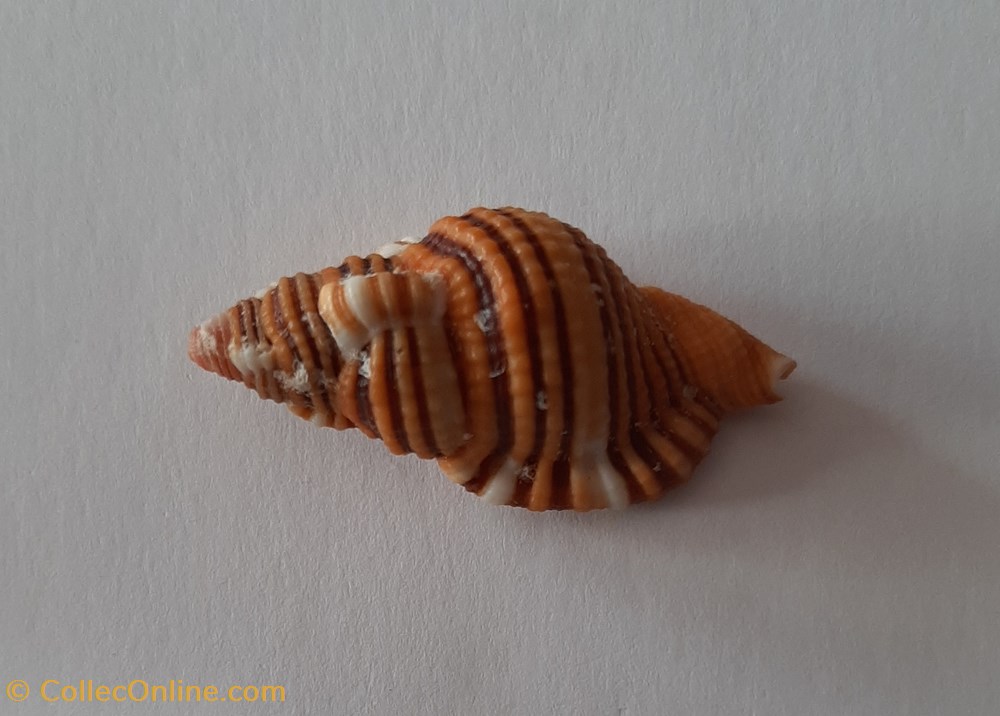 conchas fosiles gastropoda cymatium hepaicum