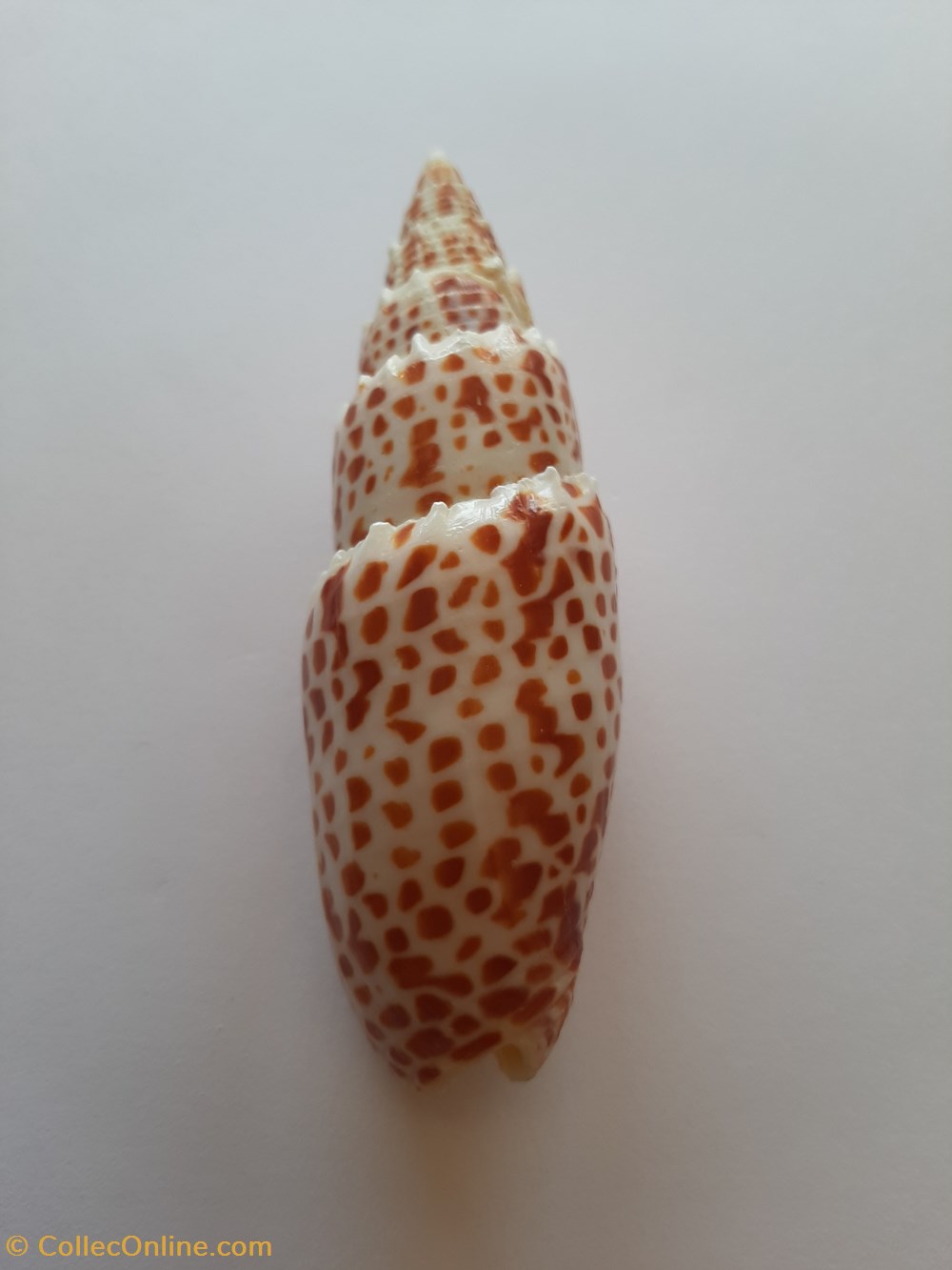 Mitra Papalis conchas y fosiles gastropoda mitra papalis