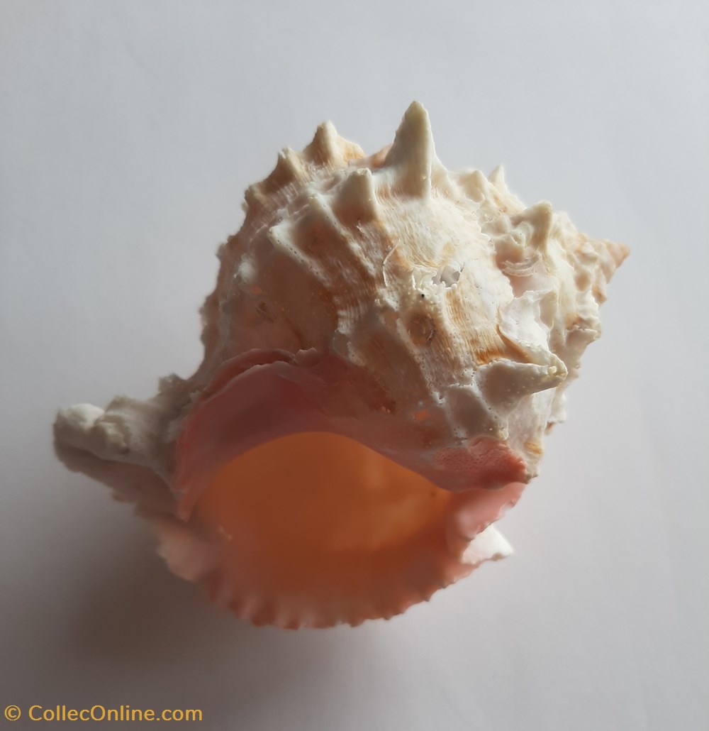 conchas fosiles gastropoda phytionotus erythrostomus