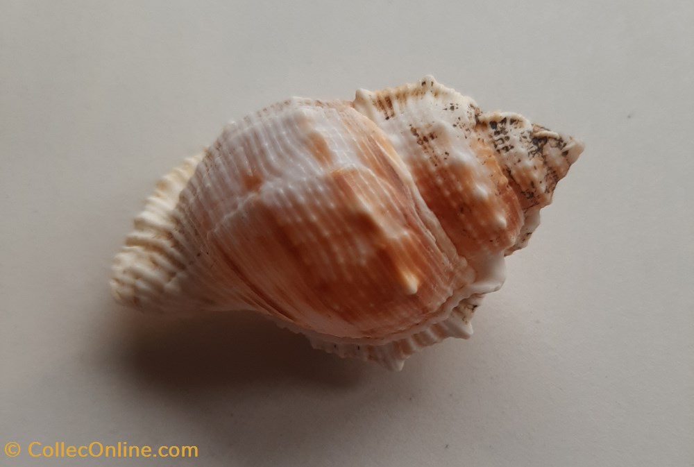 conchas y fosiles gastropoda bufonaria rana