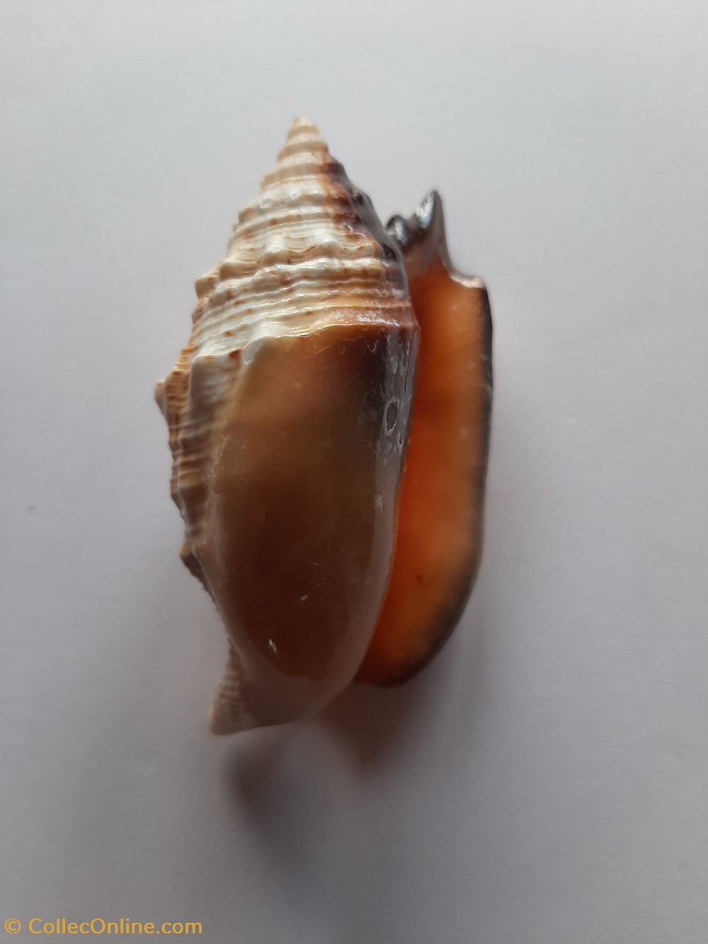 conchas y fosiles gastropoda euprotomus aurisdianae