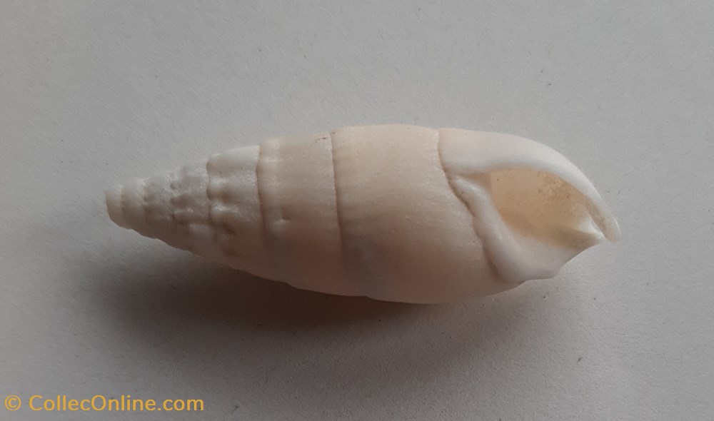 Rhinoclavis vergatus conchas y fosiles gastropoda rhinoclavis vergatus