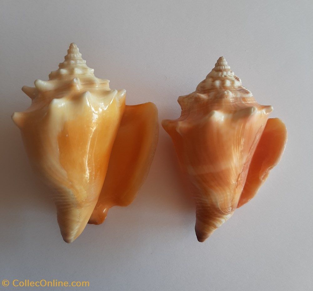 conchas y fosiles gastropoda strombus pugilis pugilis