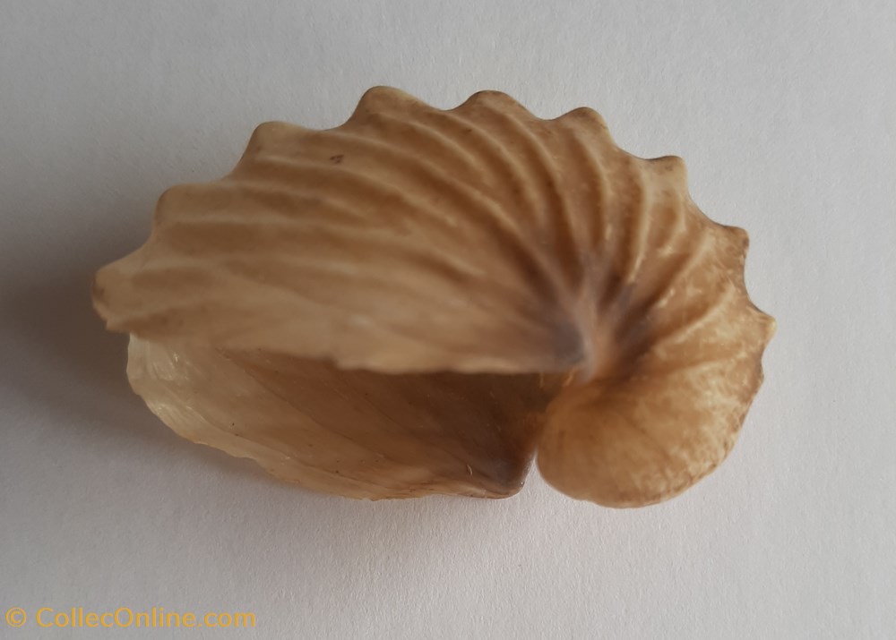 Argonauta boettgeri conchas y fosiles cephalopoda argonauta boettgeri