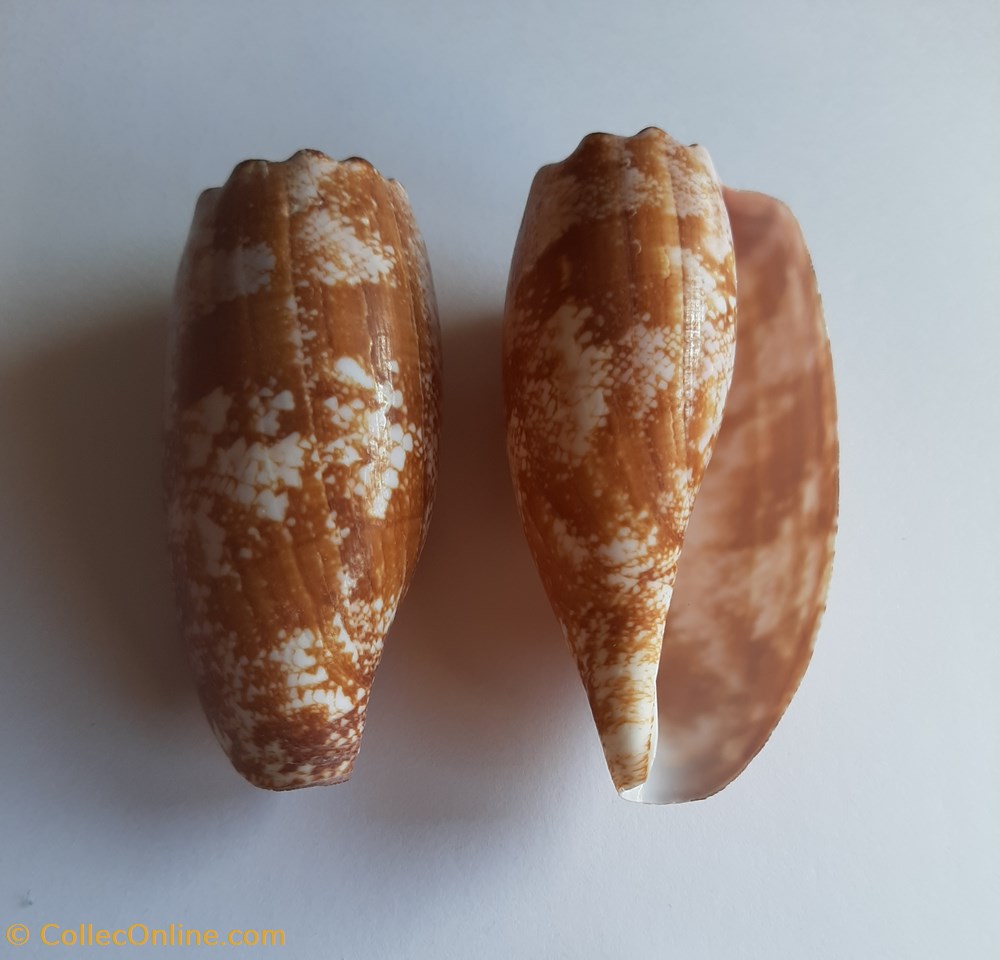 Conus geographus conchas y fosiles conus geographus
