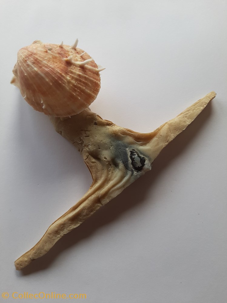 Milleus Albus conchas y fosiles bivalvia milleus albus