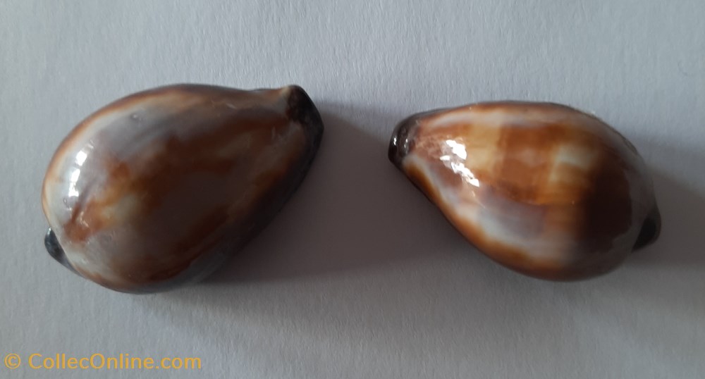 Cypraea erronea Onix conchas fosiles gastropoda cypraea erronea onix
