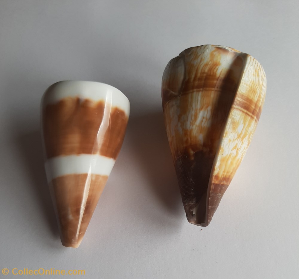 Conus miles conchas y fosiles gastropoda conus miles