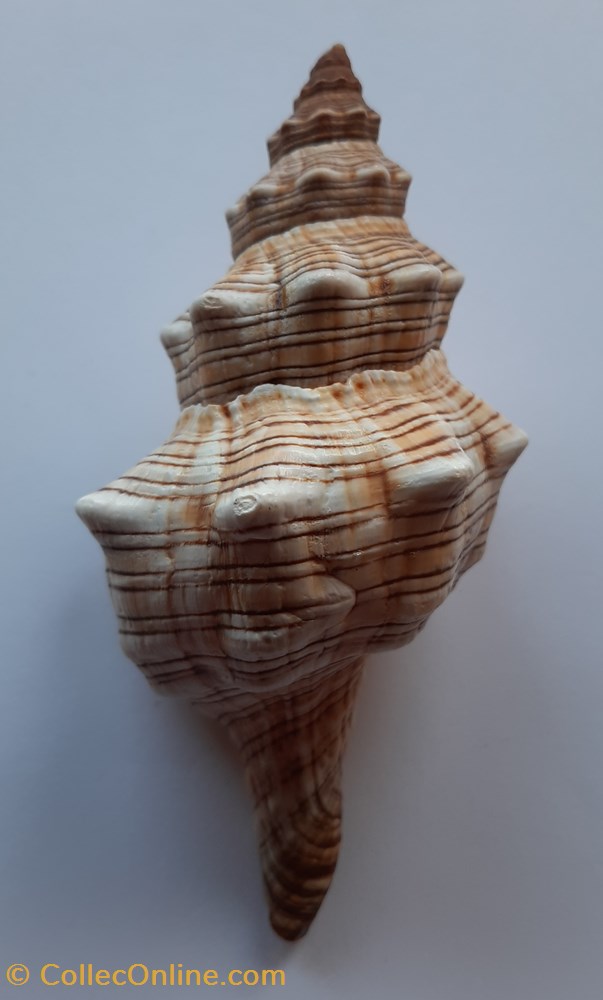 conchas y fosiles gastropoda pleuroploca trapezium