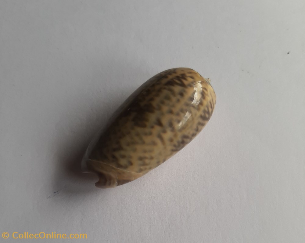 Oliva sericea conchas y fosiles gastropoda oliva sericea