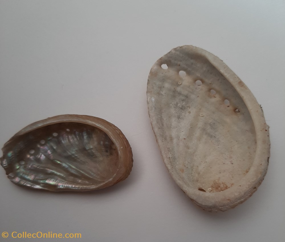 Aliotis Tuberculata (oreja de mar) conchas y fosiles bivalvia aliotis tuberculata oreja de mar