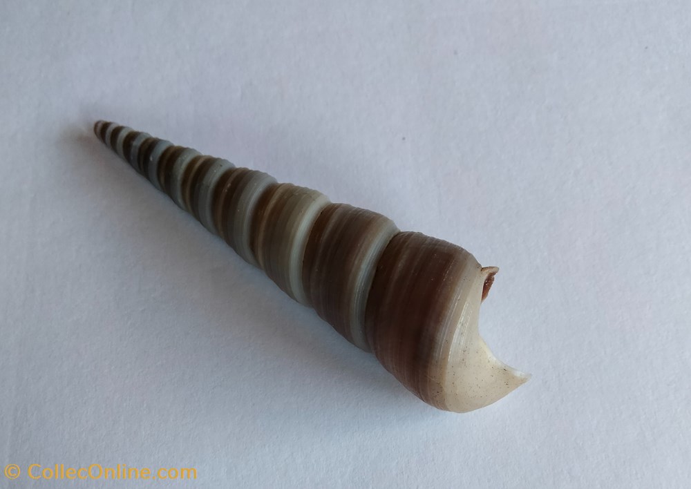 Turritella bacillum conchas y fosiles gastropoda turritella bacillum