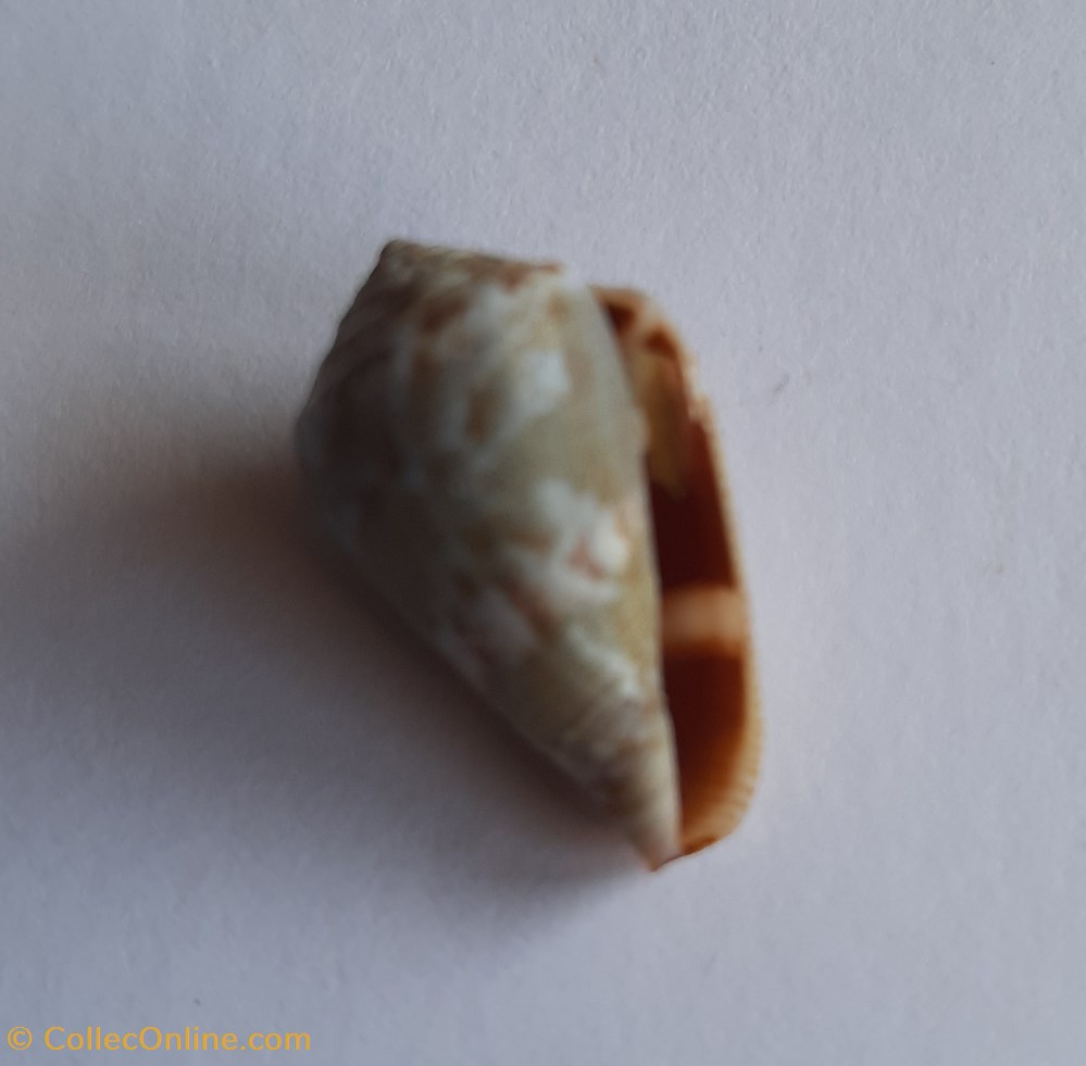 Conus ventricosus conchas y fosiles conus ventricosus
