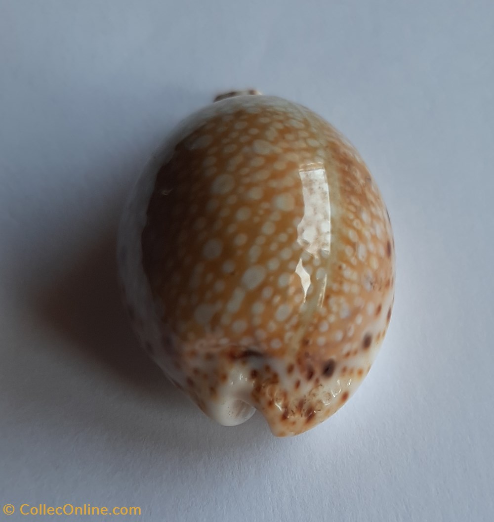 Cypraea lamarckii lamarckii conchas fosiles gastropoda cypraea lamarckii lamarckii