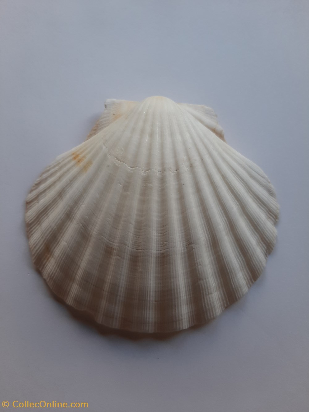 Vieira conchas y fosiles bivalvia vieira